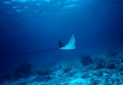 Spotted Eagle Ray in Bonaire. The tail was about 2m/7ft l... by Erich Reboucas 